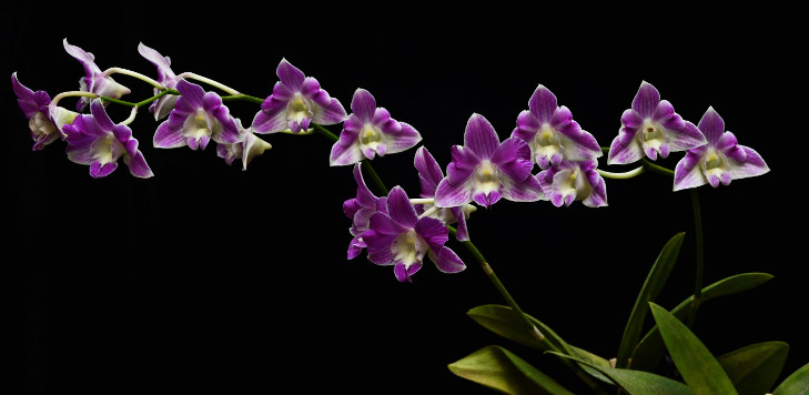 Dendrobium