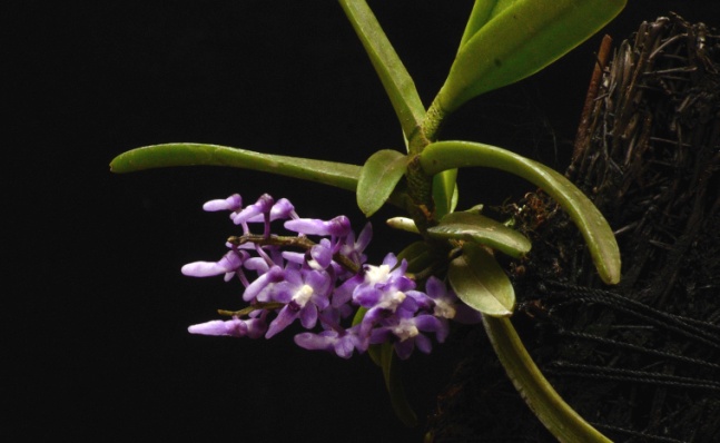 Robiquetia rosea