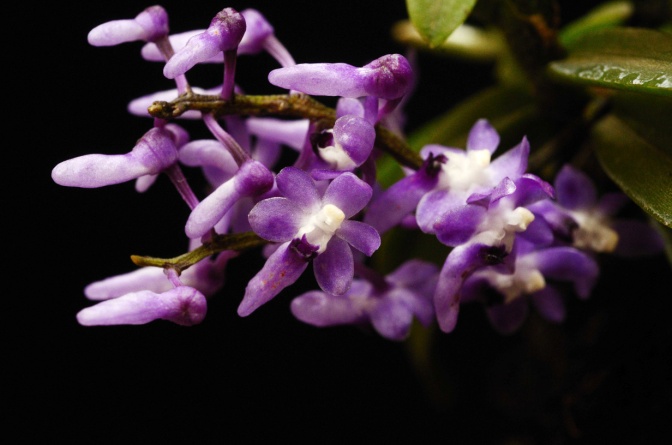 Robiquetia rosea