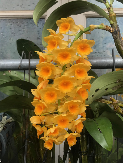 Dendrobium densiflorum