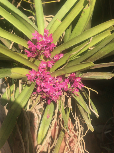 Vanda ampullacea