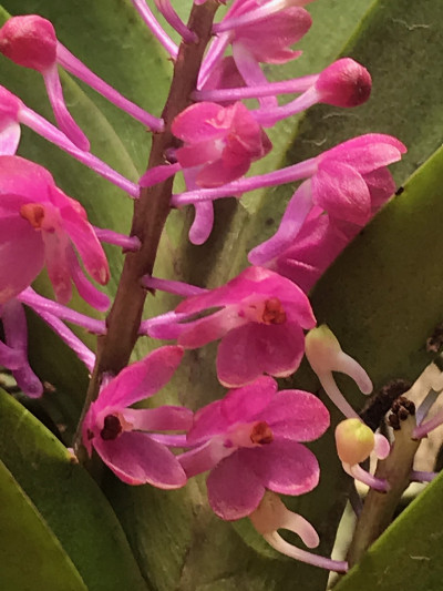 Vanda ampullacea