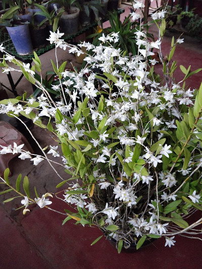 Dendrobium crumenatum