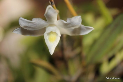 Dendrobium crumenatum