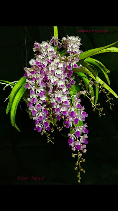 Aerides maculosa